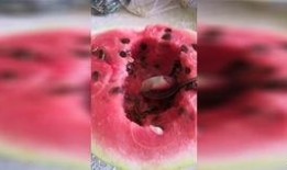 相约七夕免费吃瓜,相约免费瓜果盛宴